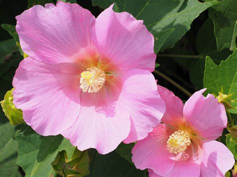 芙蓉會開花嗎|水芙蓉開花嗎 開的花是什麼樣子的